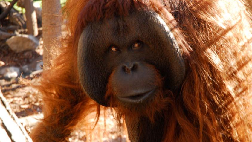 Buin Zoo celebra 20 años de aventuras, emociones y animales