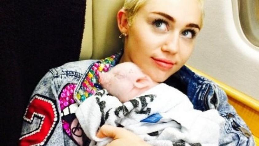 Miley Cyrus le pinta las uñas a su cerdita Bubba Sue