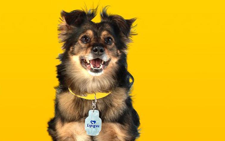 Murió el perrito de Lipigas