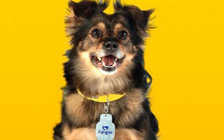 Lipigas presentó al reemplazo del icónico perro “Spike”