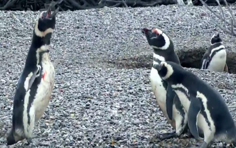Historia de un pingüino “rompehogares” causa furor en Twitter