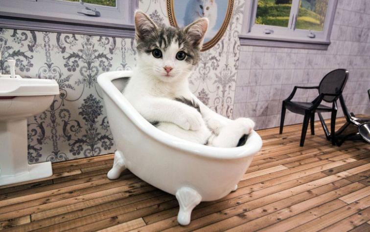 Los “Kattarshians”: el reality de gatos que la rompe en internet