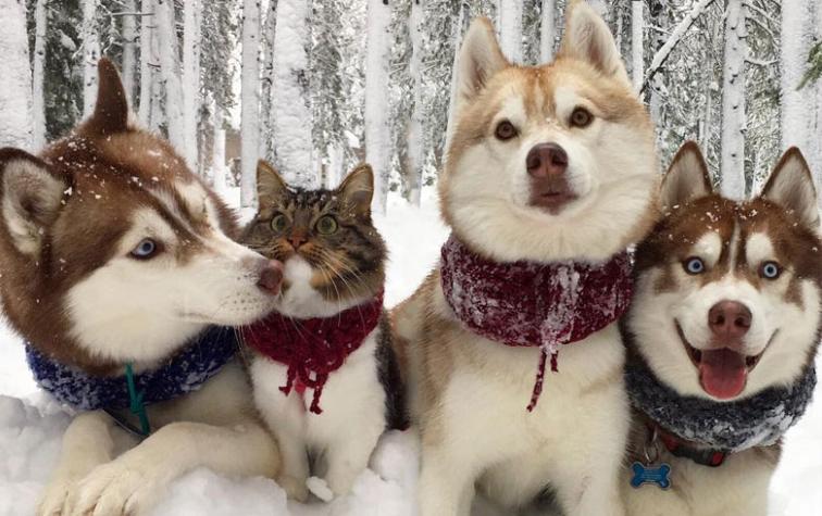 La historia del gato que fue adoptado por tres perros 