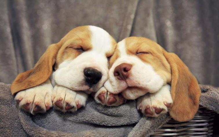 Experto revela qué sueñan los perros cuando duermen