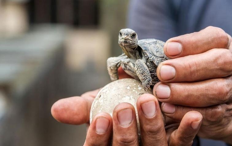 Después de 100 años nacen tortugas en Galápagos
