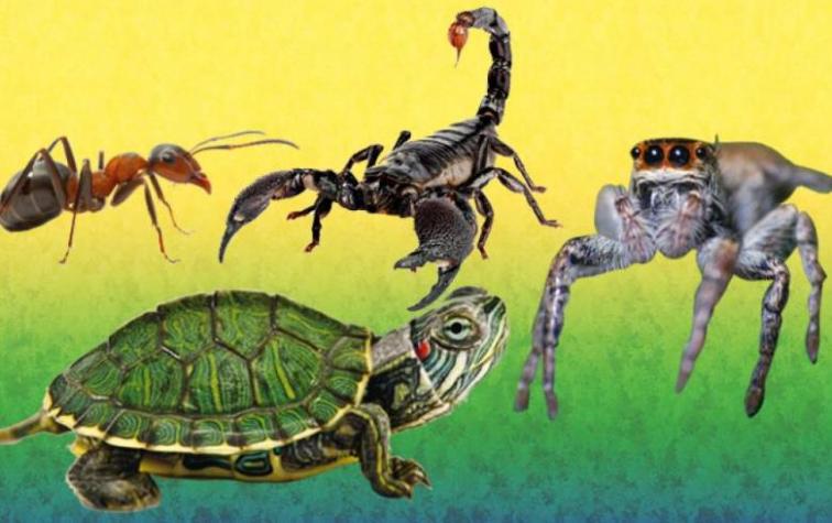 Los 4 signos del Horóscopo Wuykü