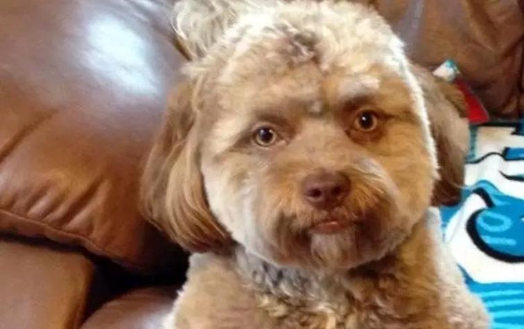 Habla la dueña del perro que se hizo viral por tener cara de humano