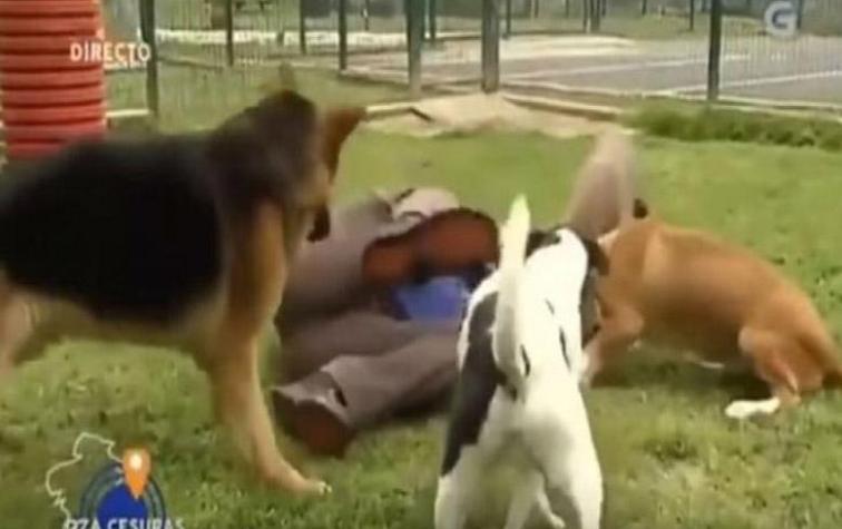 Perros revoltosos: entrevista se vuelve viral por el desastroso comportamiento de los animales