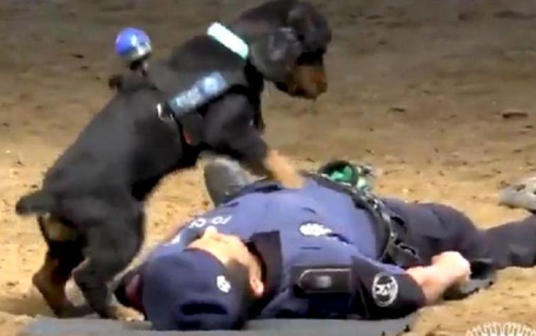 Perro le "salva la vida" a compañero al realizarle reanimación cardiopulmonar