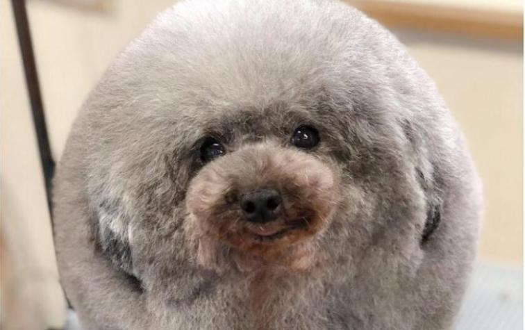 Sesame, la tierna "bola de pelos" que la rompe en Instagram