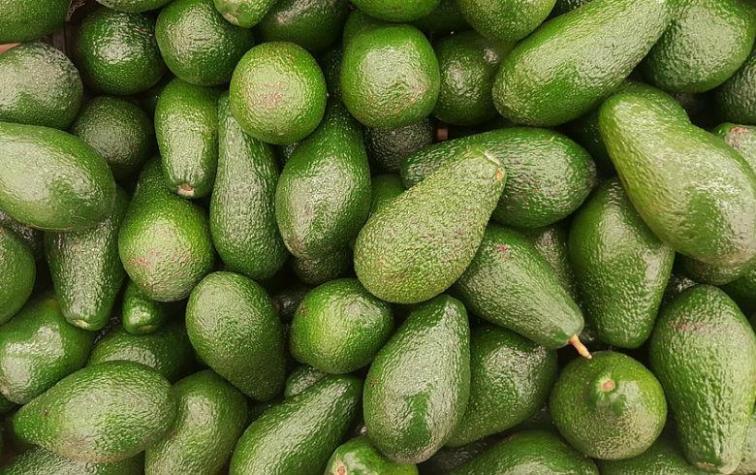 “Avozillas”: Las nuevas paltas que llegan a pesar más de un kilo