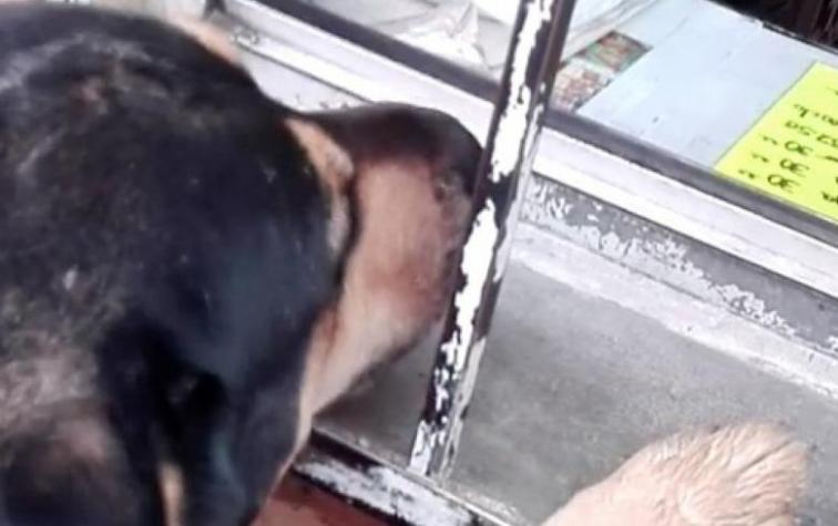 La historia de "Cabrón", el perro callejero que pide dinero para pagar por su comida