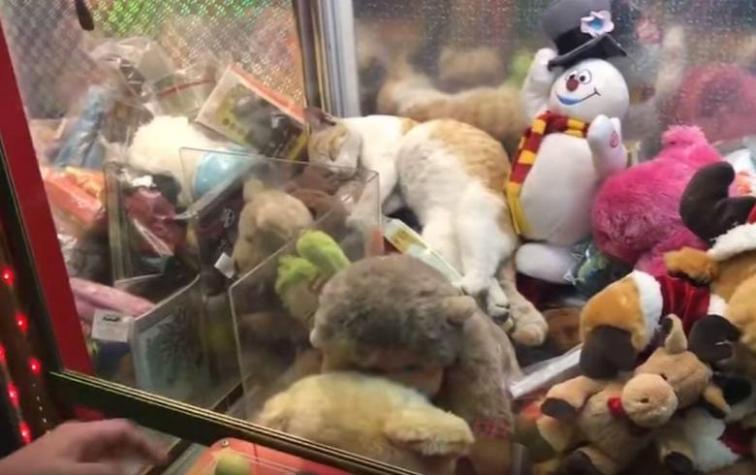 Sorprenden a un gato durmiendo dentro de una máquina de peluches