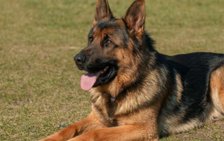 Perrita perdida salvó a su amo de pasar 50 años en la cárcel