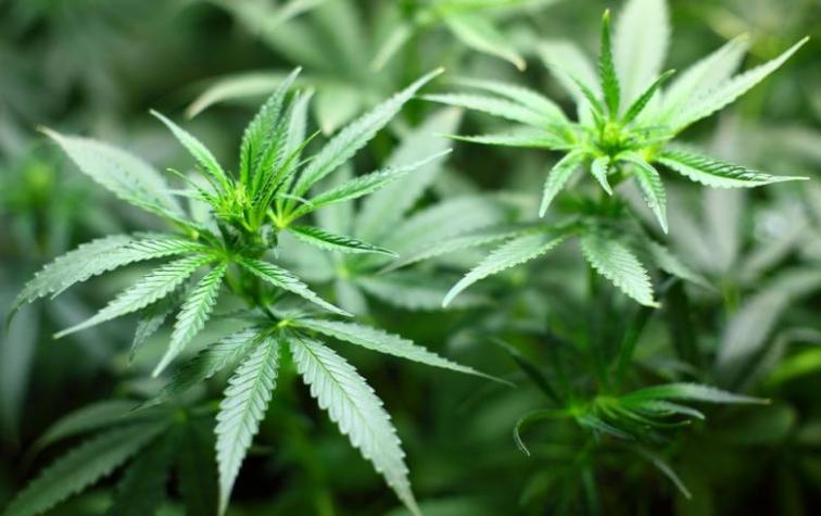 Empresa busca catadores expertos en marihuana