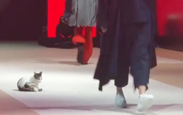 Tierno gato se roba las miradas en evento de moda al subirse a la pasarela y "desfilar"