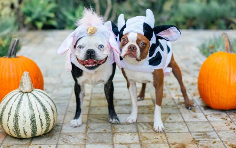 Millennials son los que más dinero gastan en disfraces de Halloween para sus mascotas