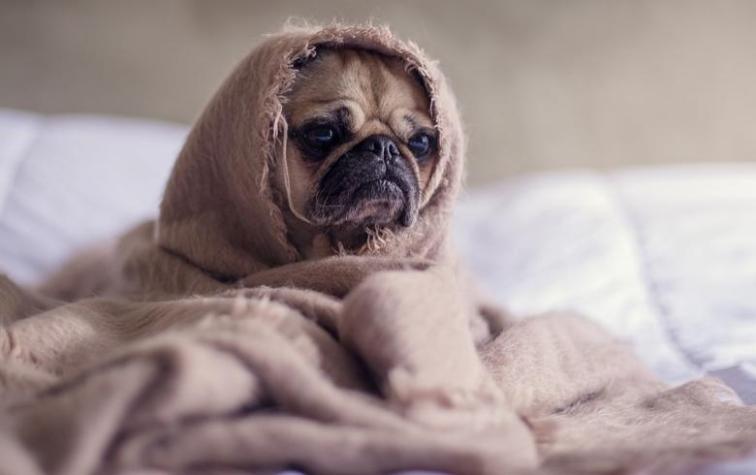 La ciencia lo confirma: tu mascota sabe perfectamente qué hora es