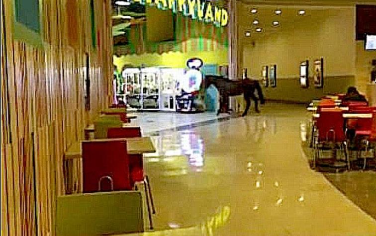 Caballo irrumpe en centro comercial e ingresa a tienda de juegos infantiles
