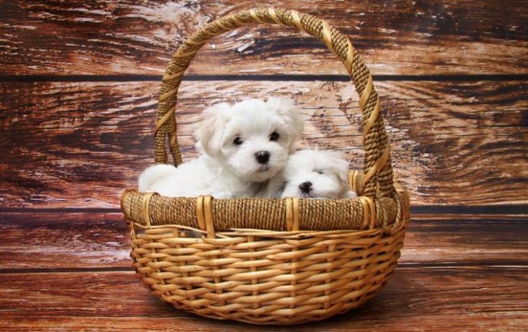 Tiendas de mascotas ya no podrán vender cachorros de perros y gatos en Gran Bretaña