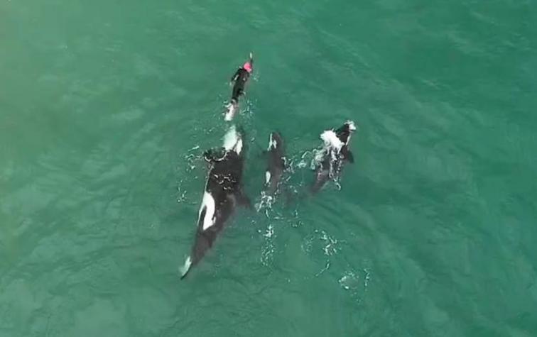 Dron graba el momento en el que una nadadora juega con una familia de orcas