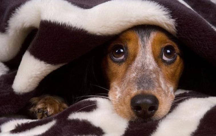 Pirotecnia en Año Nuevo: sepa cómo proteger a su perro