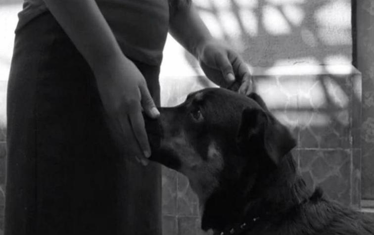 De perro maltratado a estrella de "Roma": así es la historia de "El Borras"