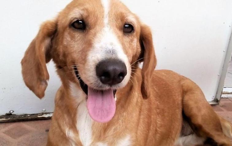 Sacrifican a una perrita completamente sana para enterrarla con su dueña