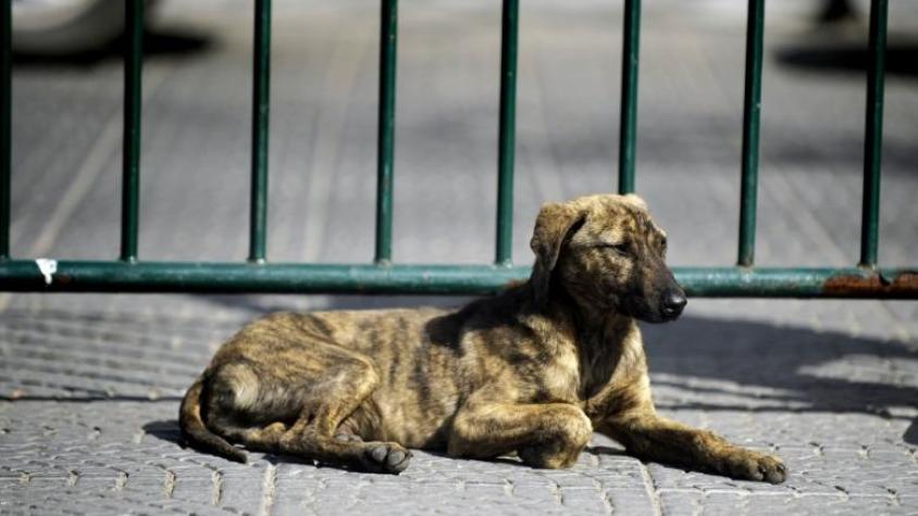 Así puedes proteger a los animales de los gases lacrimógenos durante las manifestaciones