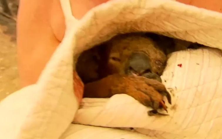 Mujer arriesga su vida para salvar a un Koala en un incendio
