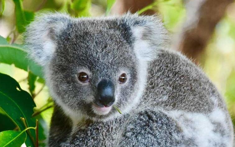 Perrita salvó la vida de koala bebé 
