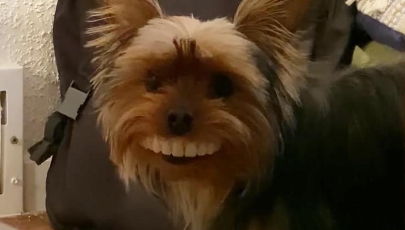 Perro roba dentadura a su dueño, la usa y es viral