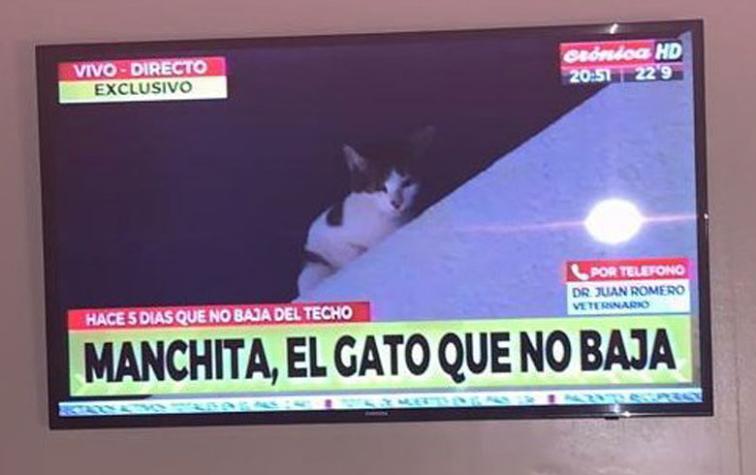 "Manchita”: Cobertura de gato atrapado en la azotea de un edificio impactó a los argentinos
