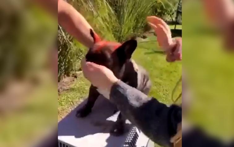 Sujeto pintó a su perro con spray rojo y mostró el proceso vía Instagram