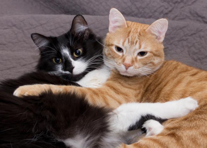 Dos gatos de Nueva York son las primeras mascotas con coronavirus en EEUU