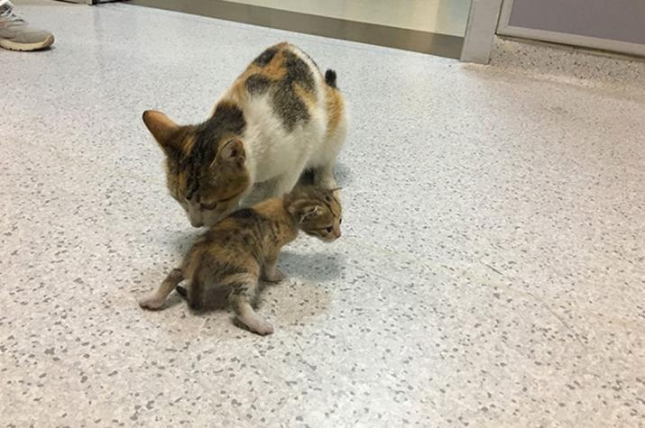 Gato callejero llevó a gatito enfermo al hospital para pedir ayuda
