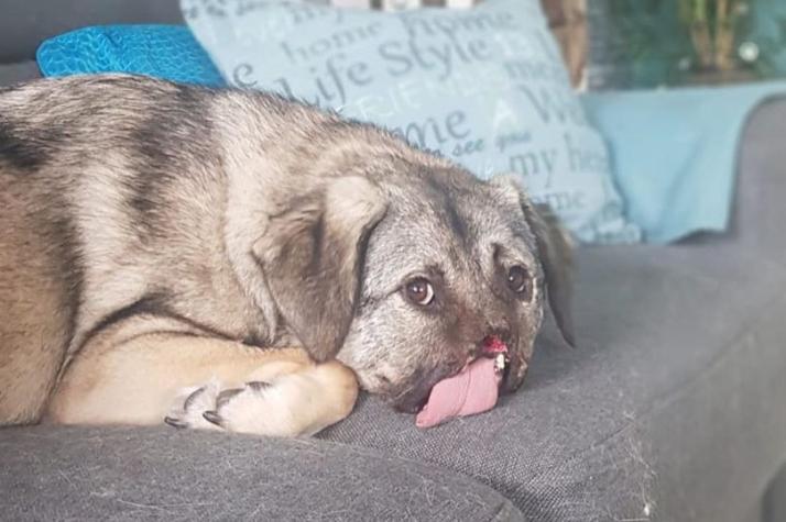 Perrita callejera que perdió su nariz en accidente encontró hogar