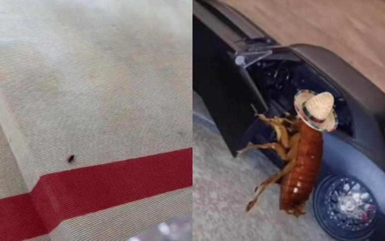 Cucaracha apareció 'desfilando' en la Met Gala 2023: usuarios en redes reaccionaron con memes
