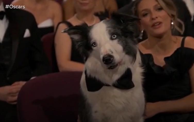 Messi: el perro actor que desató furor en la entrega de los Premios Oscar 2024